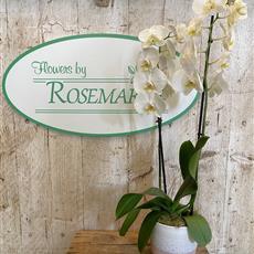 Timeless Orchid 
