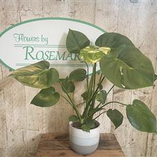 Monstera Deliciosa