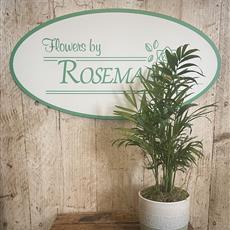 Parlour Palm 