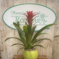 Bromeliad