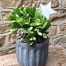 Christmas Cactus