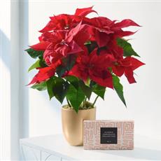 Christmas Poinsettia Gift Set