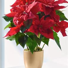 Christmas Poinsettia