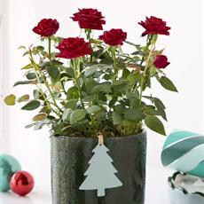 Very Merry Rose Pot