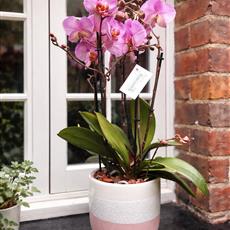 Marvellous Pink Orchid